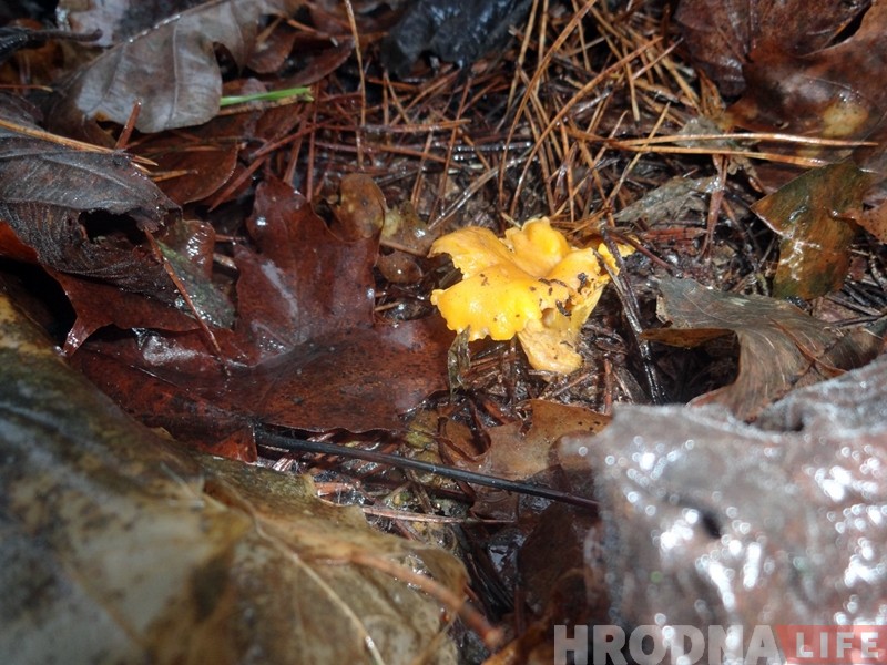 "Такая зіма...". Гродзенец у студзені збірае грыбы на суп "Такая зіма...". Гродзенец у студзені збірае грыбы на суп