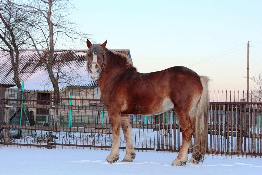 Ад спінэра да кватэры: што можна купіць на зарплату гродзенскіх кандыдатаў у дэпутаты