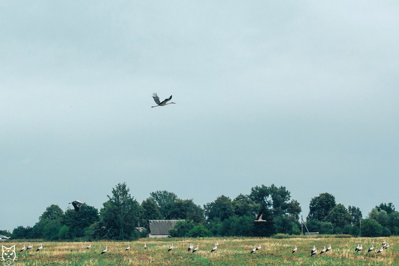 Бачна зоры і Польшча пад бокам: топ-7 плюсаў жыцця на Альшанцы