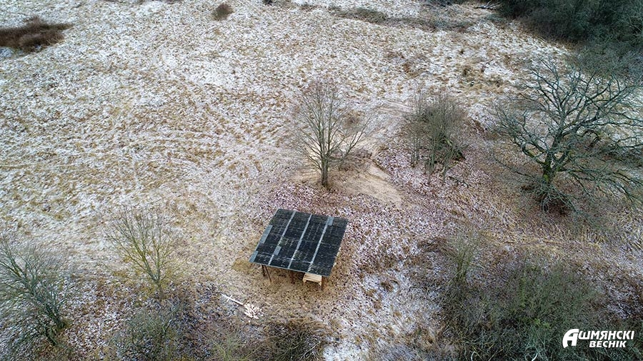 У Ашмянскі раён завезлі благародных аленяў: прыгожыя фота