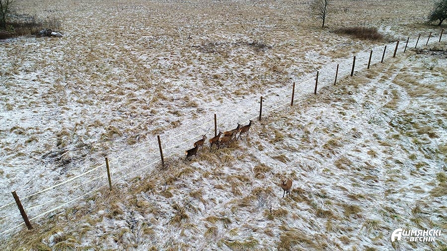 У Ашмянскі раён завезлі благародных аленяў: прыгожыя фота