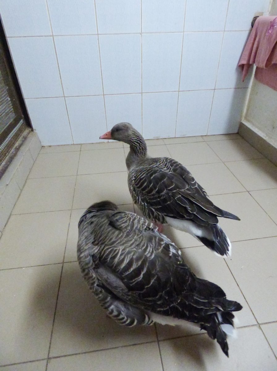 Фотафакт: па Альшанцы гулялі «тры вясёлыя гусі» (дзвюх злавілі, адна ўцякла)