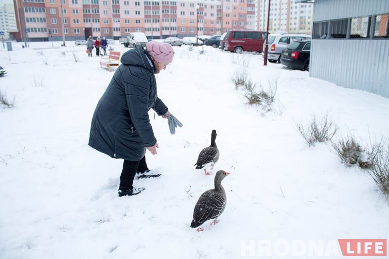 Фотафакт: па Альшанцы гулялі «тры вясёлыя гусі» (дзвюх злавілі, адна ўцякла)