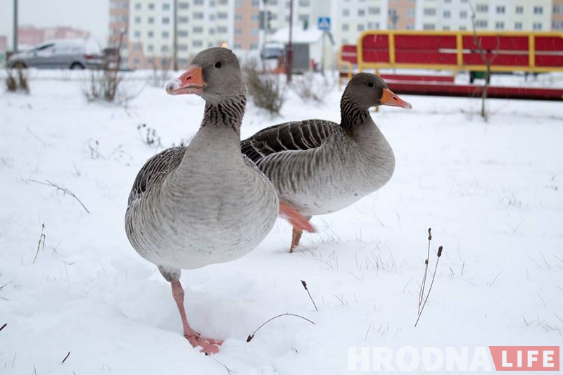 Фотафакт: па Альшанцы гулялі «тры вясёлыя гусі» (дзвюх злавілі, адна ўцякла)