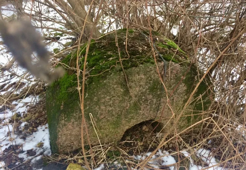 Велізарныя каменныя жорны ляжаць недалёка ад развалін млына на Ласасянцы. Некалькі год назад невядомыя скралі аналагічны камень