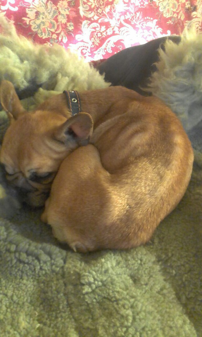 Пра годную старасць могуць толькі памарыць. Як пакутуюць сабакі ў “чорных заводчыкаў” Пра годную старасць могуць толькі памарыць. Як пакутуюць сабакі ў “чорных заводчыкаў”