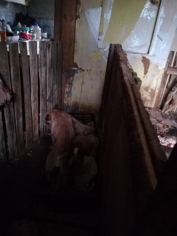 Пра годную старасць могуць толькі памарыць. Як пакутуюць сабакі ў “чорных заводчыкаў” Пра годную старасць могуць толькі памарыць. Як пакутуюць сабакі ў “чорных заводчыкаў”