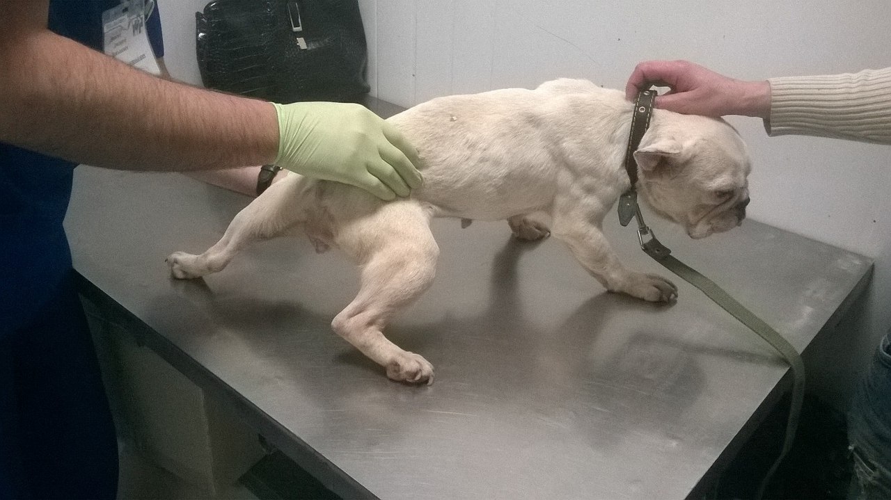 Пра годную старасць могуць толькі памарыць. Як пакутуюць сабакі ў “чорных заводчыкаў”