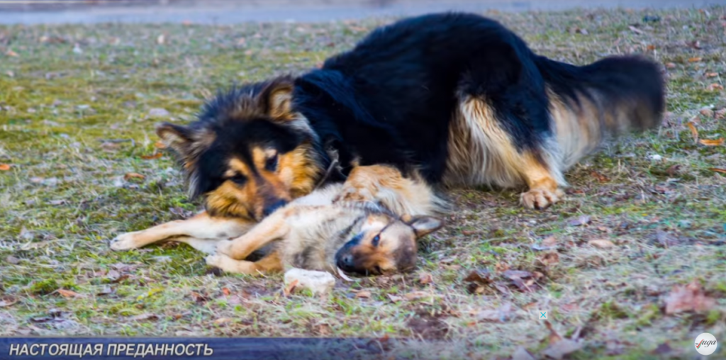 У Лідзе сабака некалькі сутак спрабаваў "рэанімаваць" загінулую суродзічку