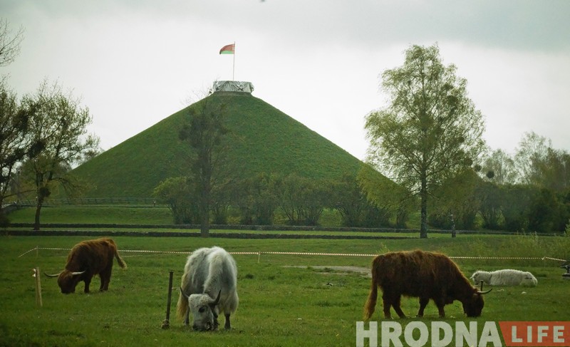 Вярблюды, быкі, акрабаты і клоўны: у Гродна прыехаў цырк Вярблюды, быкі, акрабаты і клоўны: у Гродна прыехаў цырк
