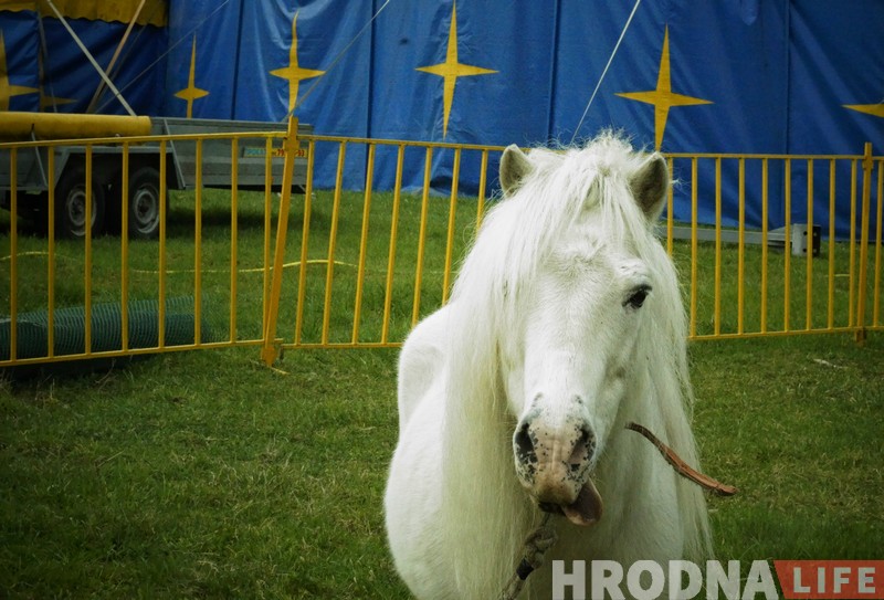 Вярблюды, быкі, акрабаты і клоўны: у Гродна прыехаў цырк Вярблюды, быкі, акрабаты і клоўны: у Гродна прыехаў цырк