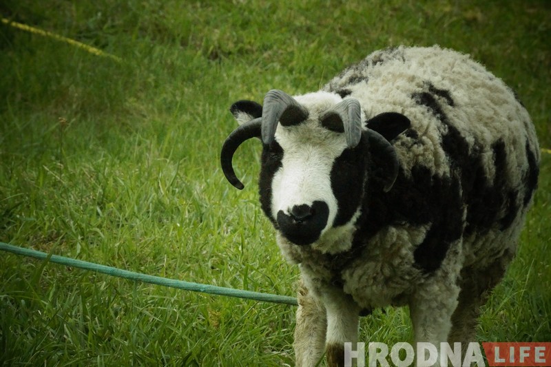 Вярблюды, быкі, акрабаты і клоўны: у Гродна прыехаў цырк Вярблюды, быкі, акрабаты і клоўны: у Гродна прыехаў цырк