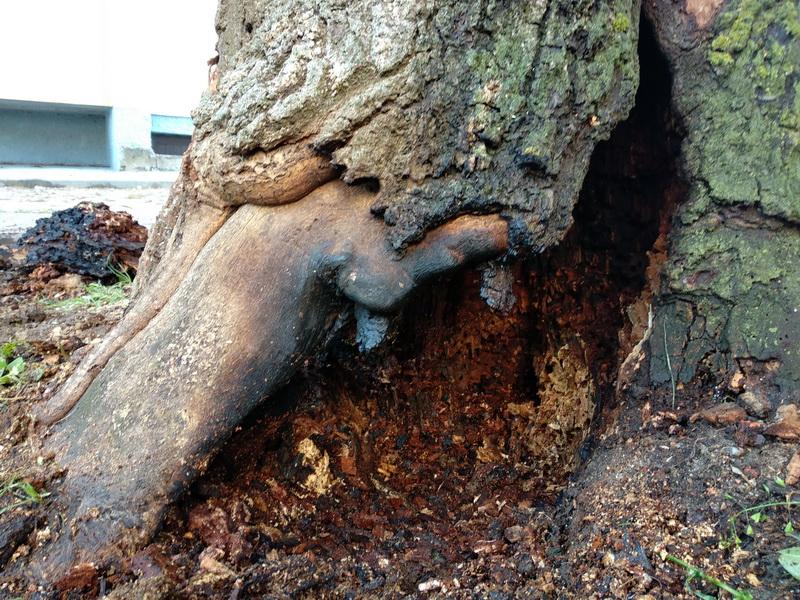 «Хочаце абследаваць? Вы не сябруеце з галавой». У Гродне гарэў стогадовы дуб, дрэва ратаваць не будуць