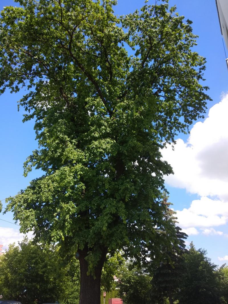 «Хочаце абследаваць? Вы не сябруеце з галавой». У Гродне гарэў стогадовы дуб, дрэва ратаваць не будуць