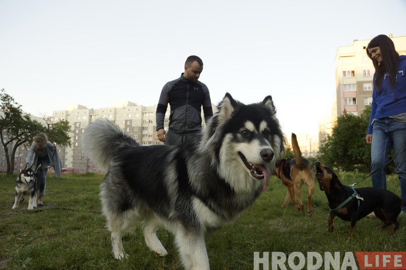 Станут ли собаки Гродно друзьями ЖКХ? Жители Девятовки продолжают бороться за площадку для выгула