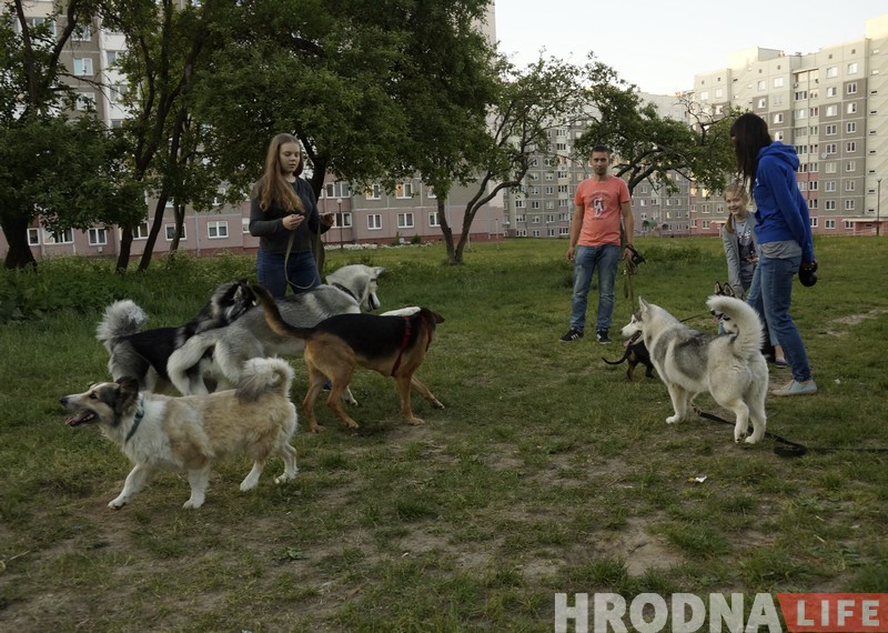 Станут ли собаки Гродно друзьями ЖКХ? Жители Девятовки продолжают бороться за площадку для выгула