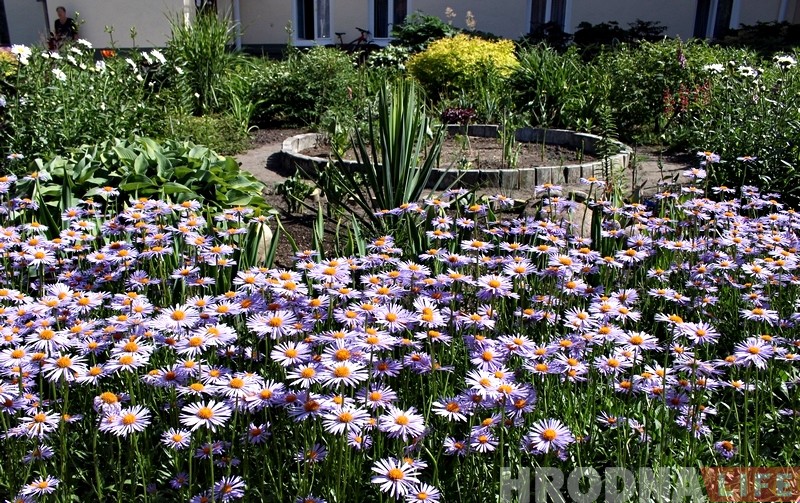 "Дайте воды". Лучшему гродненскому цветнику нужен регулярный полив, хозяйка одна не справляется