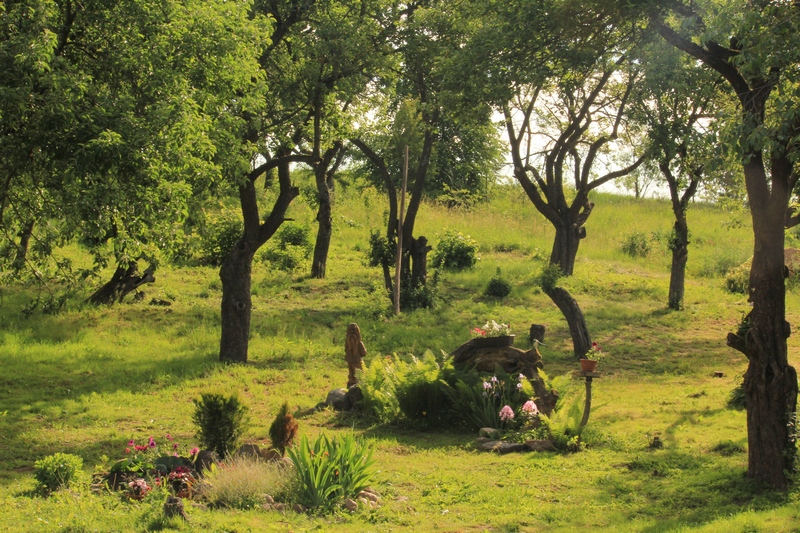 Гродненка собирает деньги на лошадей, чтобы помочь особенным детям