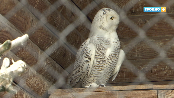 У Гродзенскім заапарку з'явілася белая палярная сава, як у "Гары Потэры"