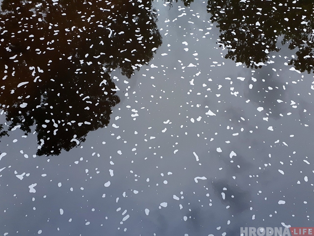 Фотафакт: Гараднічанка пакрылася пенай і пабялела Фотафакт: Гараднічанка пакрылася пенай і пабялела