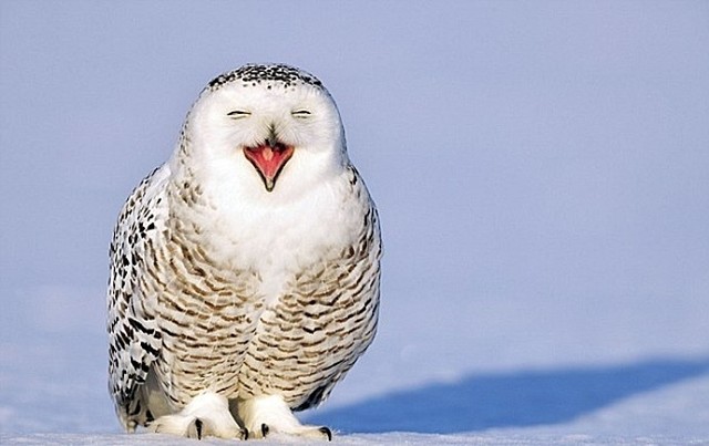 У Гродзенскім заапарку з'явілася белая палярная сава, як у "Гары Потэры" У Гродзенскім заапарку з'явілася белая палярная сава, як у "Гары Потэры"