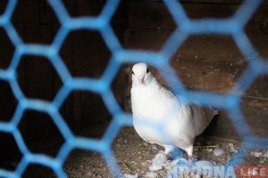 Гродзенскі пенсіянер распавёў як вулічны голуб дапамагае яго курыцы несці яйкі Гродзенскі пенсіянер распавёў як вулічны голуб дапамагае яго курыцы несці яйкі