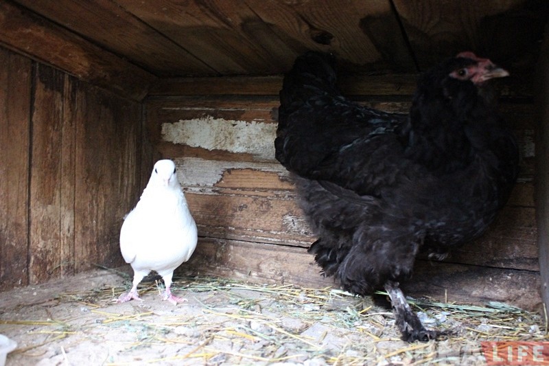 Странная любовь. В Гродно курица подружилась с голубем - и начала нести яйца!