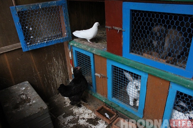Странная любовь. В Гродно курица подружилась с голубем - и начала нести яйца!