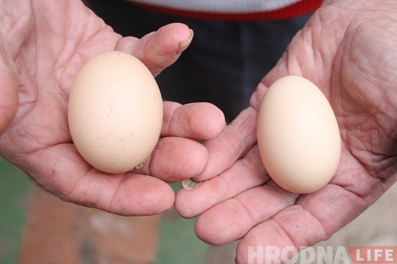Странная любовь. В Гродно курица подружилась с голубем - и начала нести яйца!