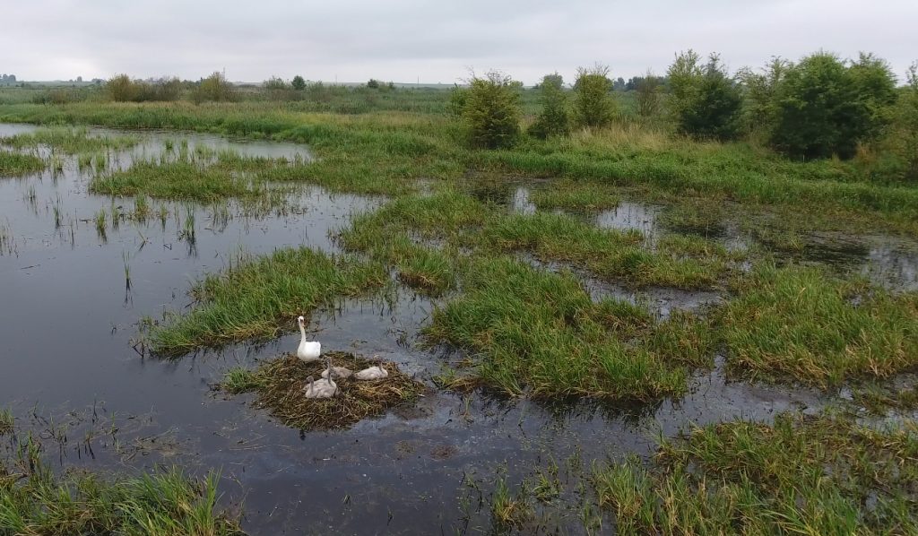 "Калі за птушкамі, то вам - сюды". Як гродзенскі арнітолаг пасылае ўсіх у балота (+дрон-відэа)