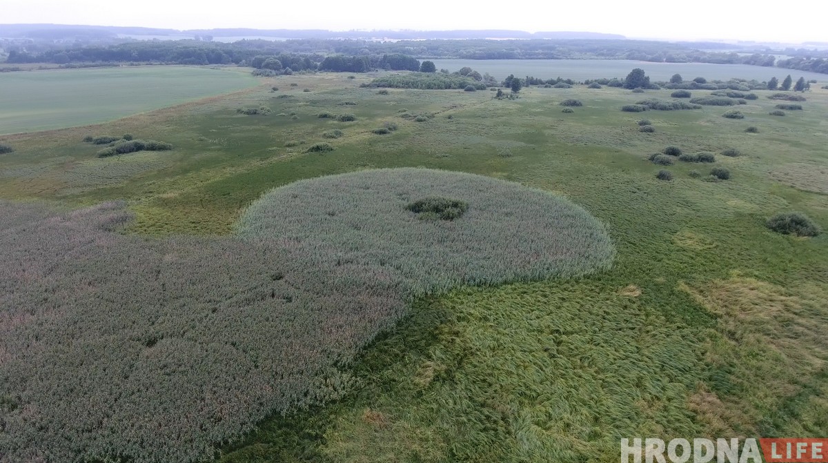 "Калі за птушкамі, то вам - сюды". Як гродзенскі арнітолаг пасылае ўсіх у балота (+дрон-відэа) "Калі за птушкамі, то вам - сюды". Як гродзенскі арнітолаг пасылае ўсіх у балота (+дрон-відэа)