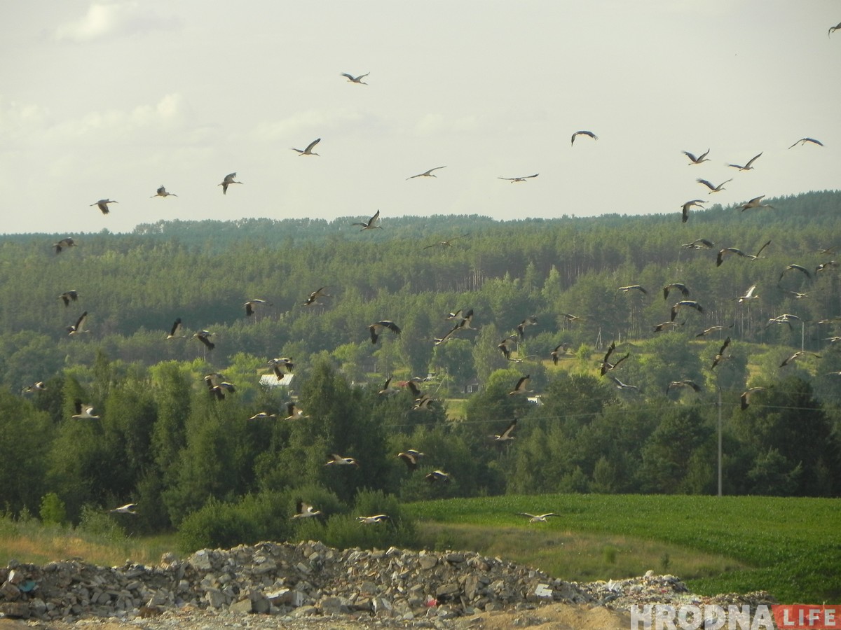 “Жыццё прымушае харчавацца на сметніку”. Як урбанізуецца беларуская птушка бусел