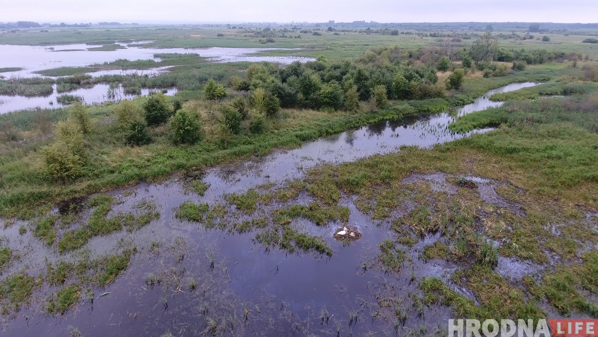 "Если за птицами, то вам - сюда". Как гродненский орнитолог посылает всех в болото (+ дрон-видео)