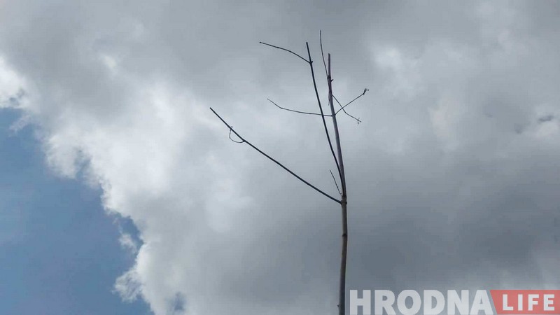 Пасадзілі і забылі. Што сталася з юбілейнай алеяй Ленінскага раёна