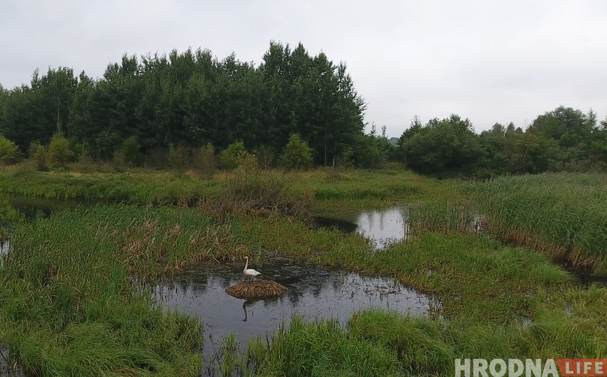 "Если за птицами, то вам - сюда". Как гродненский орнитолог посылает всех в болото (+ дрон-видео)