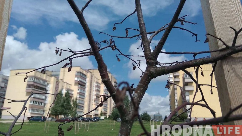 Пасадзілі і забылі. Што сталася з юбілейнай алеяй Ленінскага раёна