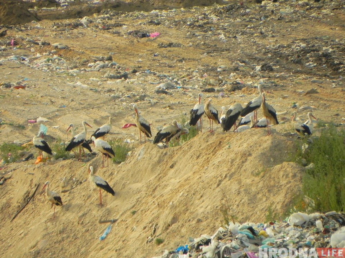“Жыццё прымушае харчавацца на сметніку”. Як урбанізуецца беларуская птушка бусел