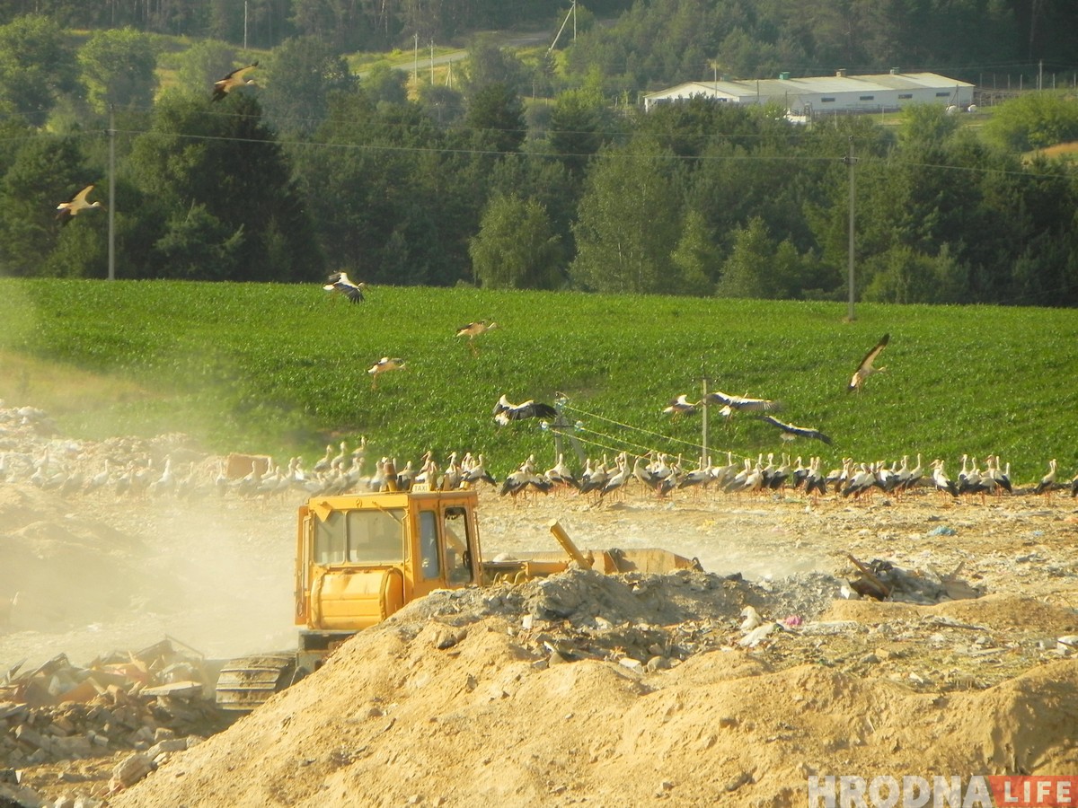 “Жыццё прымушае харчавацца на сметніку”. Як урбанізуецца беларуская птушка бусел