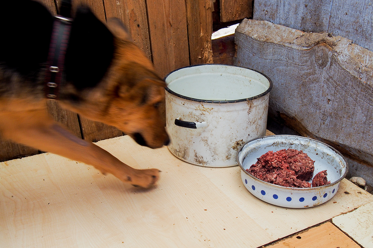 "Собаки интервью не дадут". Фотоистория о жизни приюта для бездомных животных в Гродно