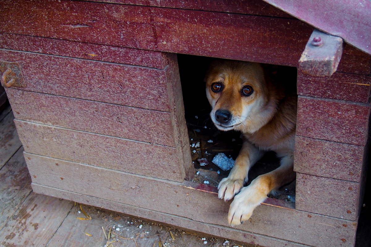 "Собаки интервью не дадут". Фотоистория о жизни приюта для бездомных животных в Гродно