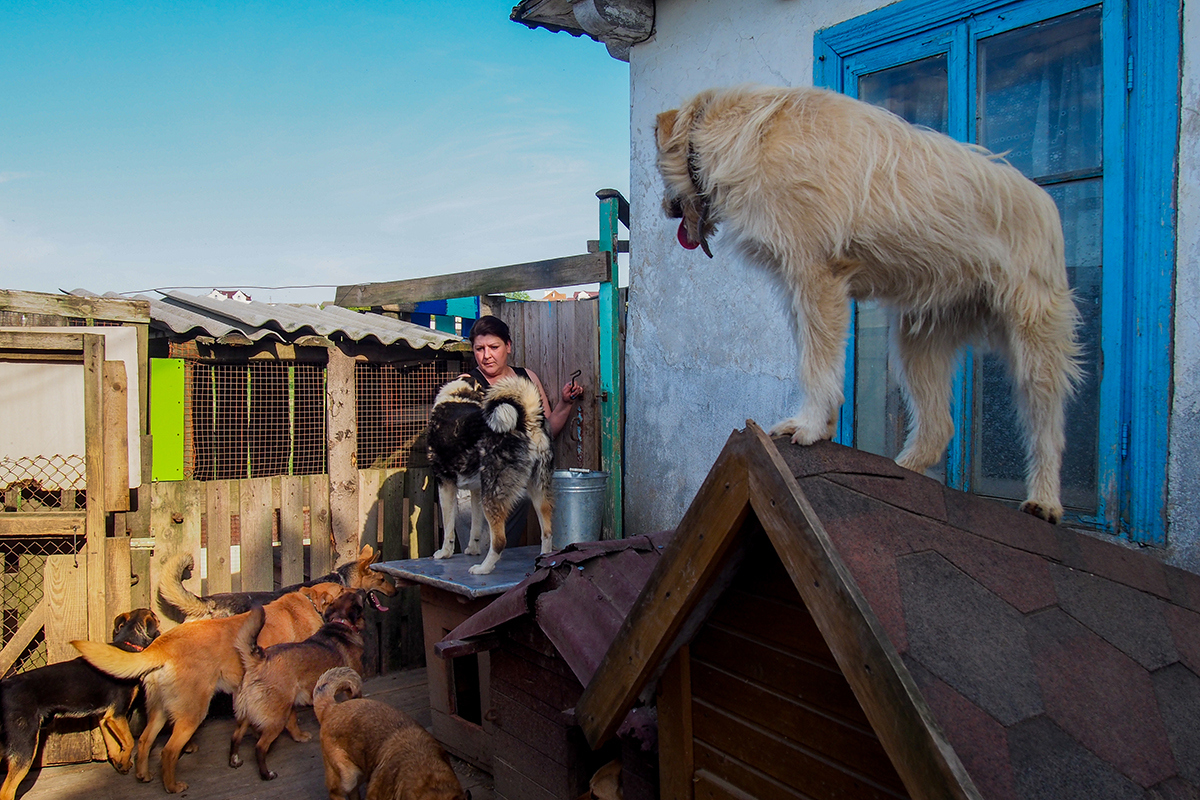 "Собаки интервью не дадут". Фотоистория о жизни приюта для бездомных животных в Гродно