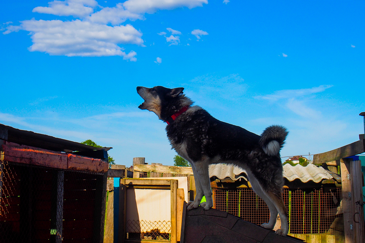 "Собаки интервью не дадут". Фотоистория о жизни приюта для бездомных животных в Гродно