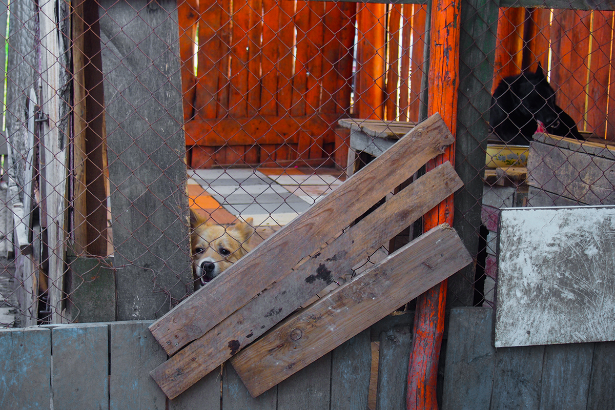 "Собаки интервью не дадут". Фотоистория о жизни приюта для бездомных животных в Гродно