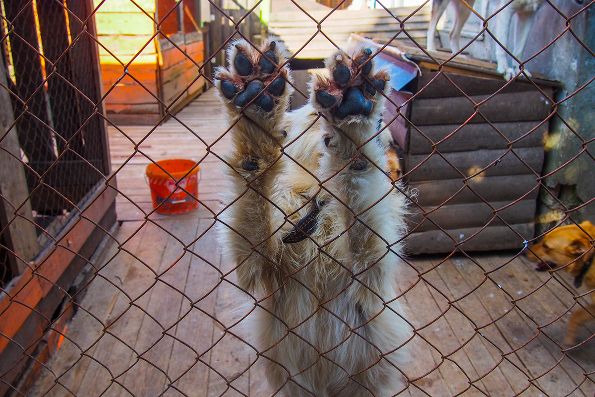 "Собаки интервью не дадут". Фотоистория о жизни приюта для бездомных животных в Гродно