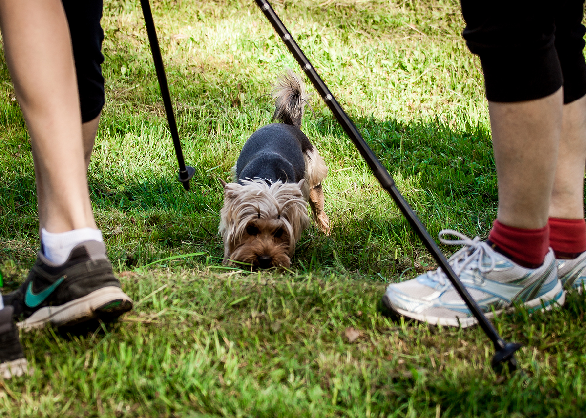 По-скандинавски. Как пожилая гродненка учит идти по жизни с двумя палками
