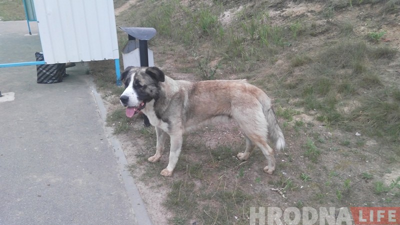 Зграя бяздомных сабак турбуе жыхароў Баранавічаў. Валанцёры: гэта будзе працягвацца