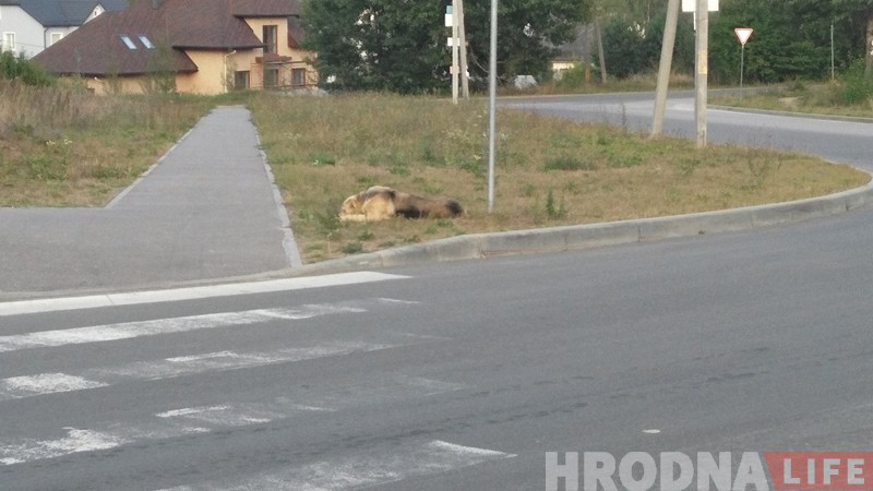 Зграя бяздомных сабак турбуе жыхароў Баранавічаў. Валанцёры: гэта будзе працягвацца