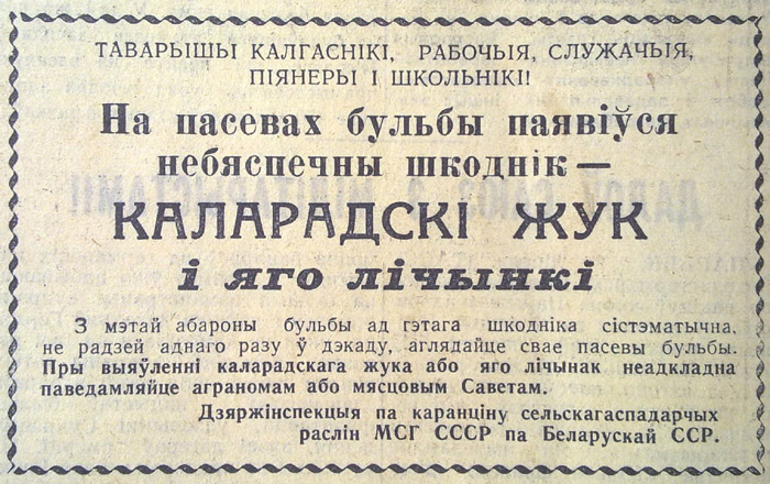 Каларадскі жук як “зброя імперыялістычнай вайны”. Як шкоднік пераможна прайшоў ад акіяну да акіяну