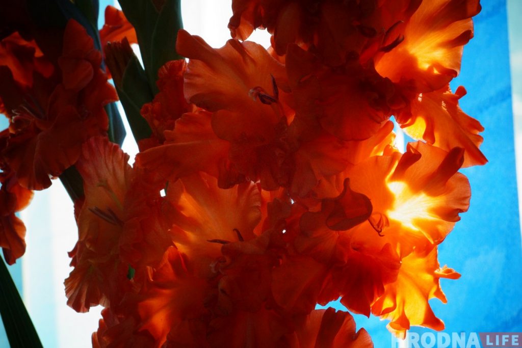 Выстава гладыёлусаў, якіх немагчыма не палюбіць, праходзіць у Гродне