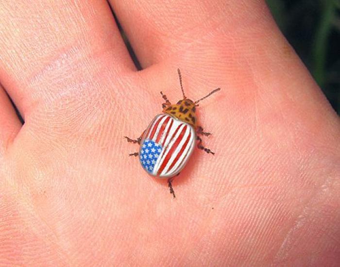 Каларадскі жук як “зброя імперыялістычнай вайны”. Як шкоднік пераможна прайшоў ад акіяну да акіяну